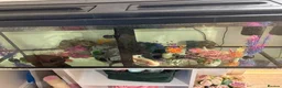 Axolotl reptiles for sale: Female golden and male wild - Advert 1