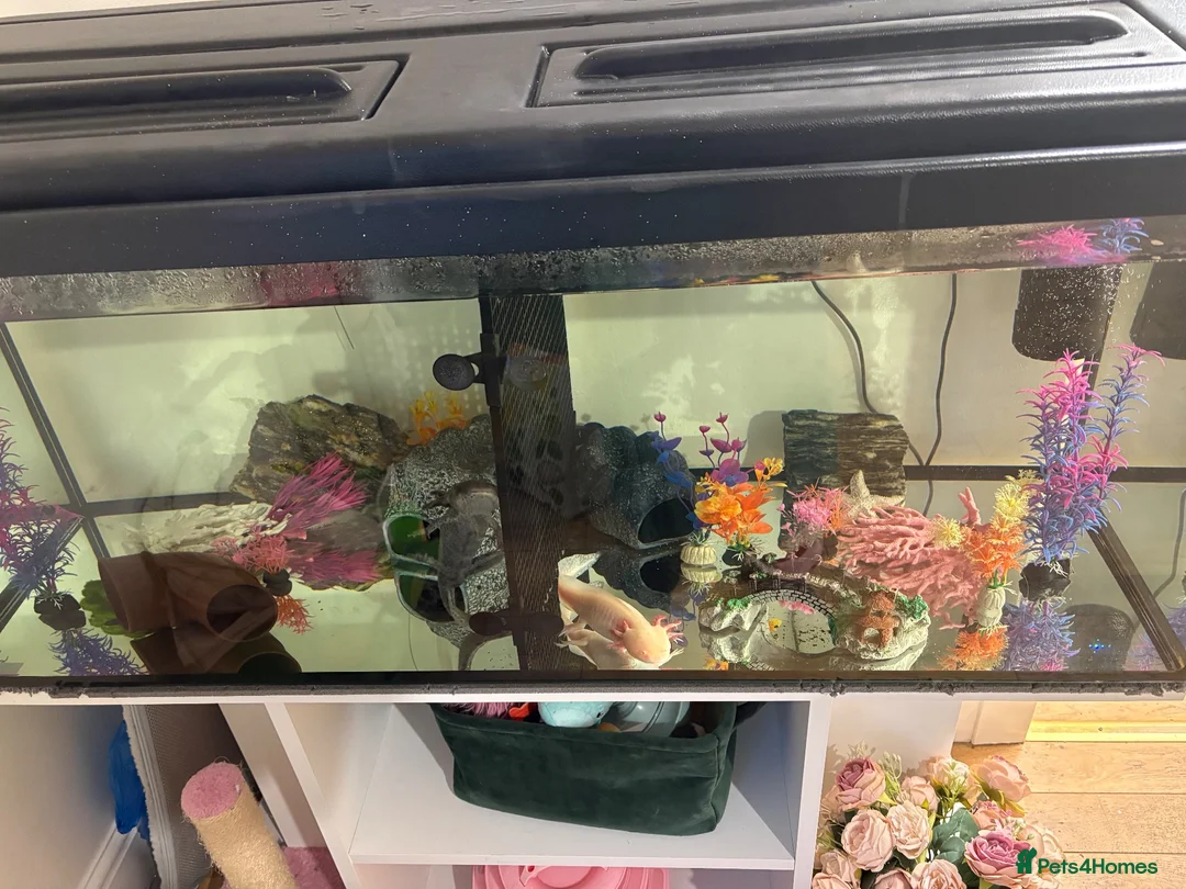 Axolotl reptiles for sale: Female golden and male wild - Advert 1