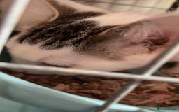 Domestic Shorthair cats for sale: Ziggy, zeke and zane, rescued kittens🥰 - Image 5