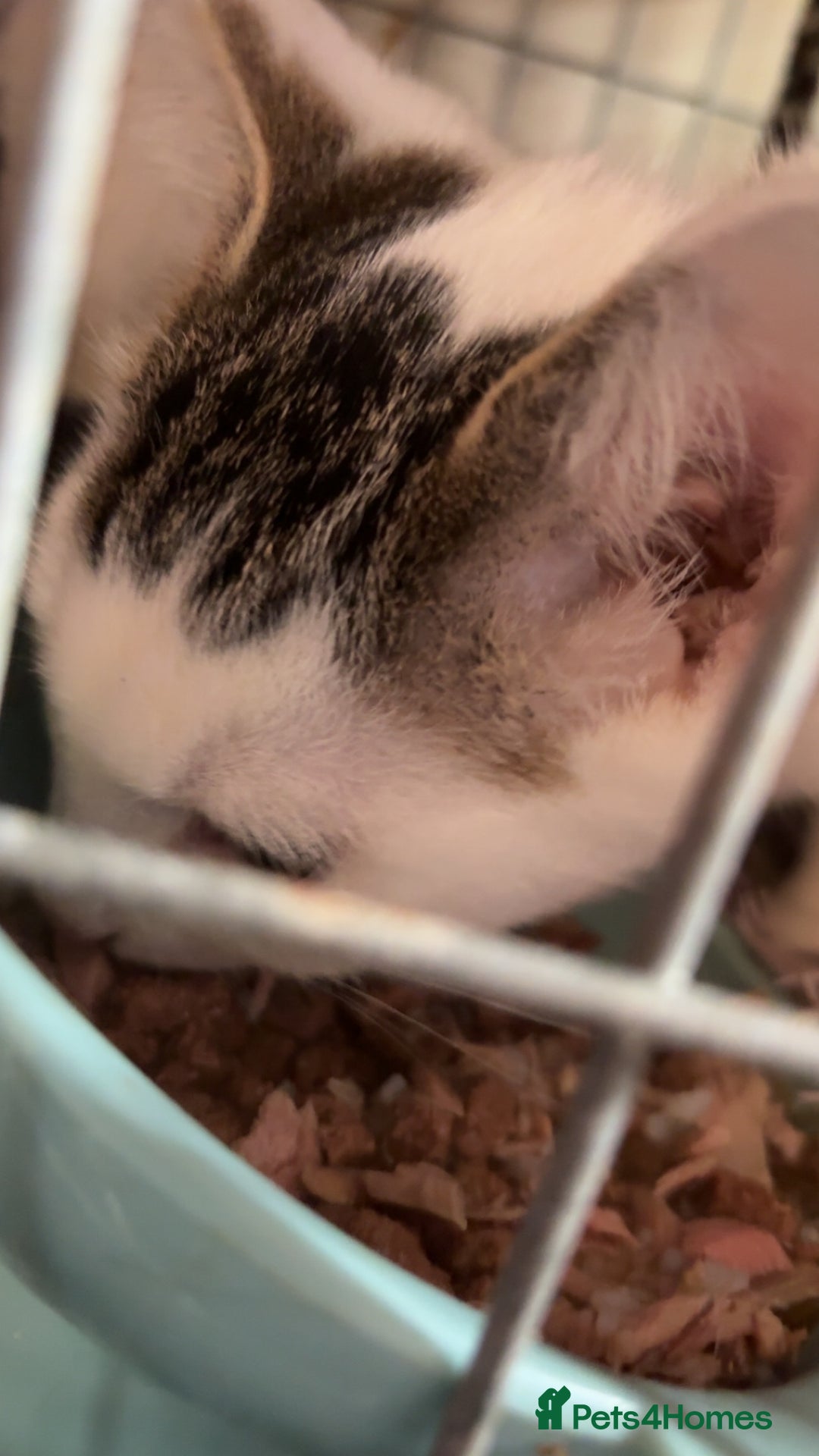 Domestic Shorthair cats for sale: Ziggy, zeke and zane, rescued kittens🥰 - Image 5