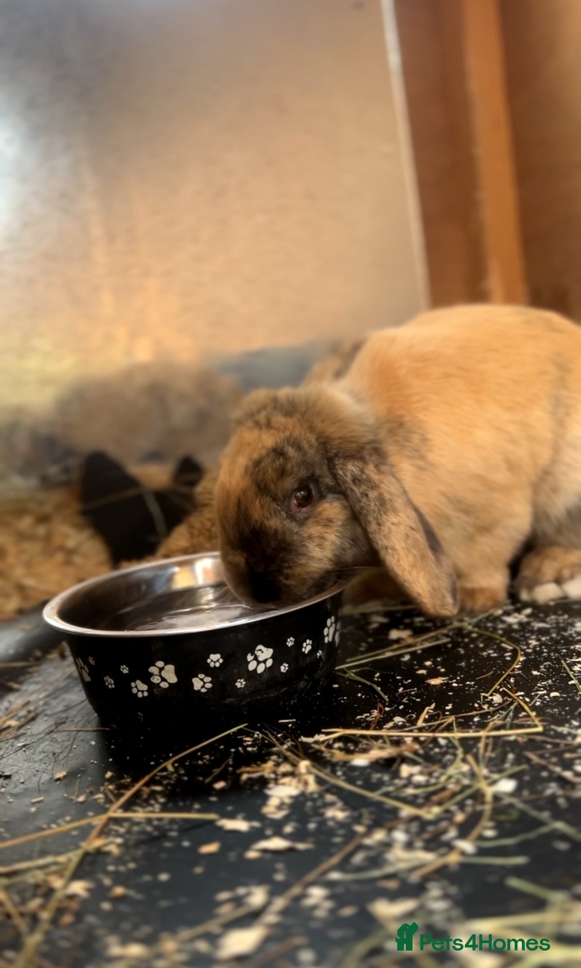 Mini Lop rabbits Sage  - Advert 16