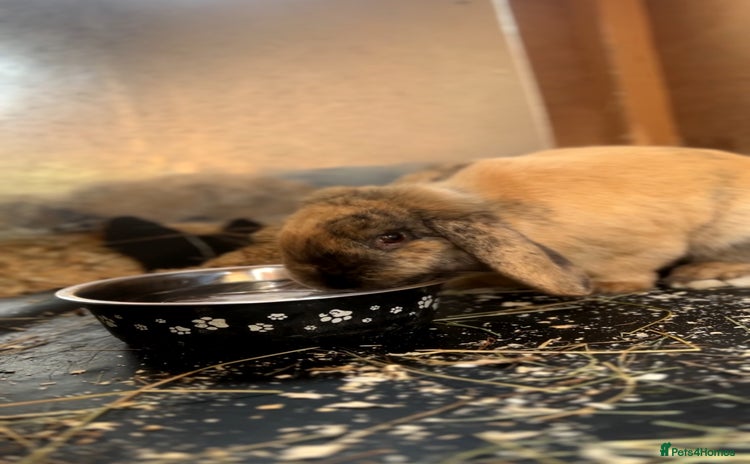 Mini Lop rabbits Sage  - Advert 1