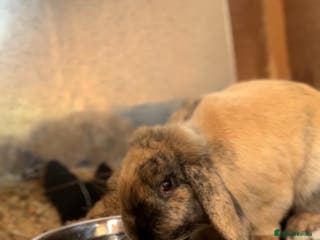 Mini Lop rabbits Sage - Advert 17