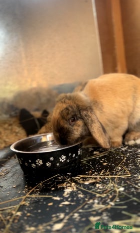 Mini Lop rabbits Sage - Advert 1