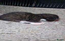 Mixed Breed cats for sale: Beautiful kittens for sale - Image 4