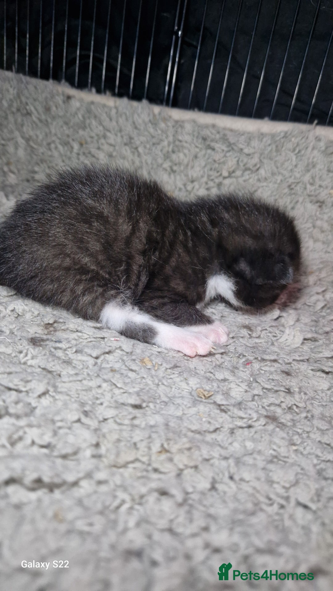 Mixed Breed cats for sale: Beautiful kittens for sale - Image 4