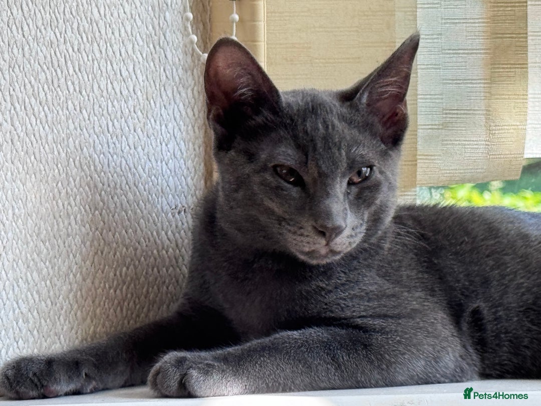 Oriental cats for sale: Ready now! Beautiful oriental mix kittens  - Image 21