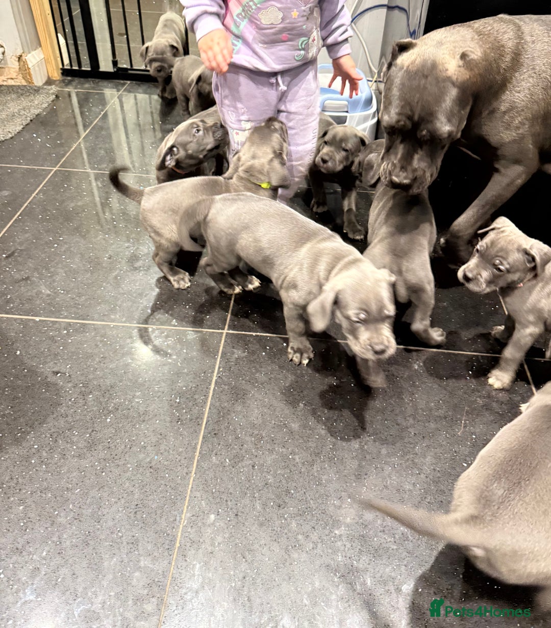 Cane Corso dogs for sale: 💎STUNNING Cane corso puppies 💎 - Advert 15