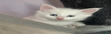 Kristoff