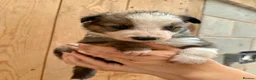 Mixed Breed dogs for sale: Collie puppies for sale  - Advert 11