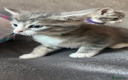 Mixed Breed cats for sale: Kittens - Image 8