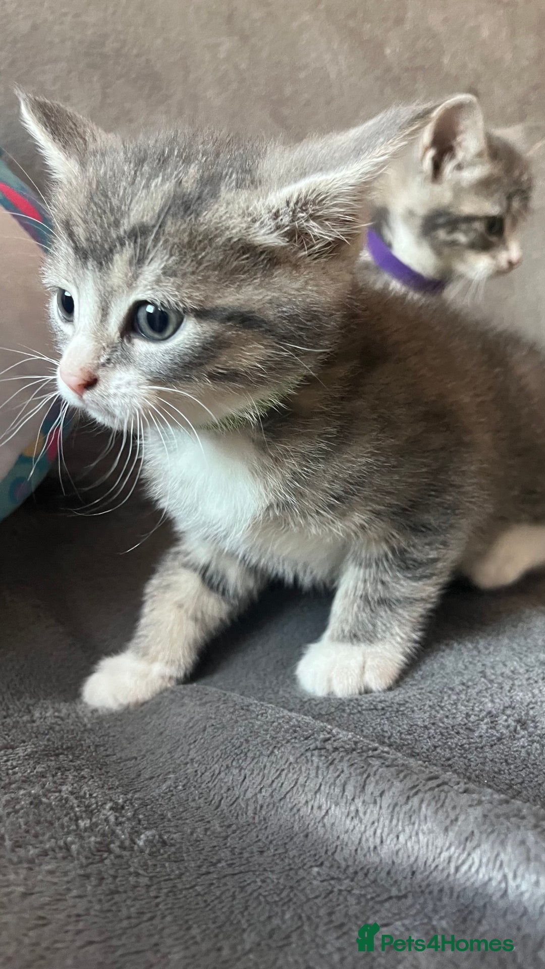 Mixed Breed cats for sale: Kittens - Image 8