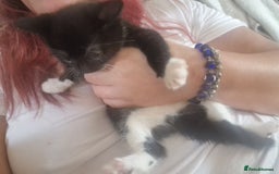 Mixed Breed cats for sale: Kittens - Image 34