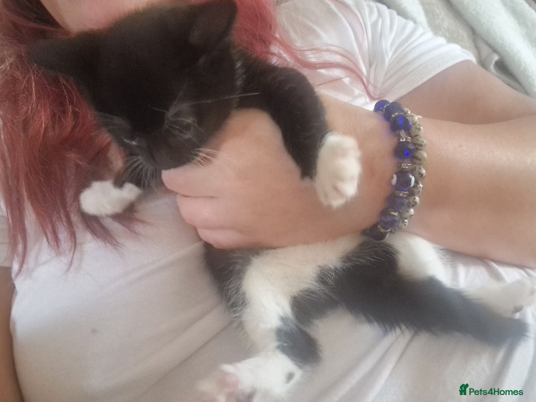 Mixed Breed cats for sale: Kittens - Image 34