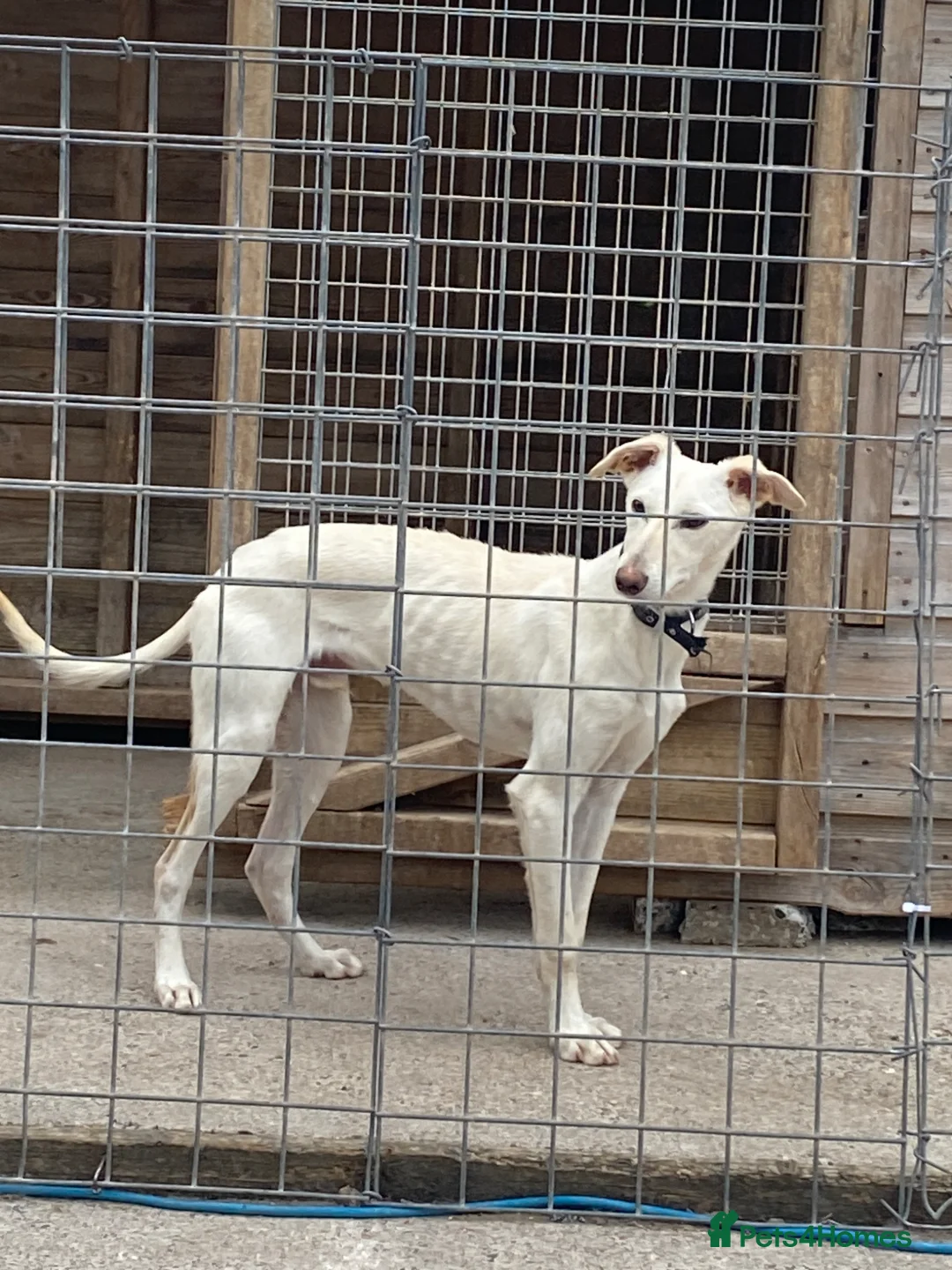 Saluki dogs for sale: Saluki Whippet Grey  in Worcester - Advert 2