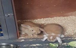 Mini Lion Lop rabbits for sale: 2 x Mini Lops - Image 1
