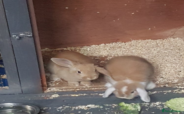 Mini Lion Lop rabbits - Advert 2