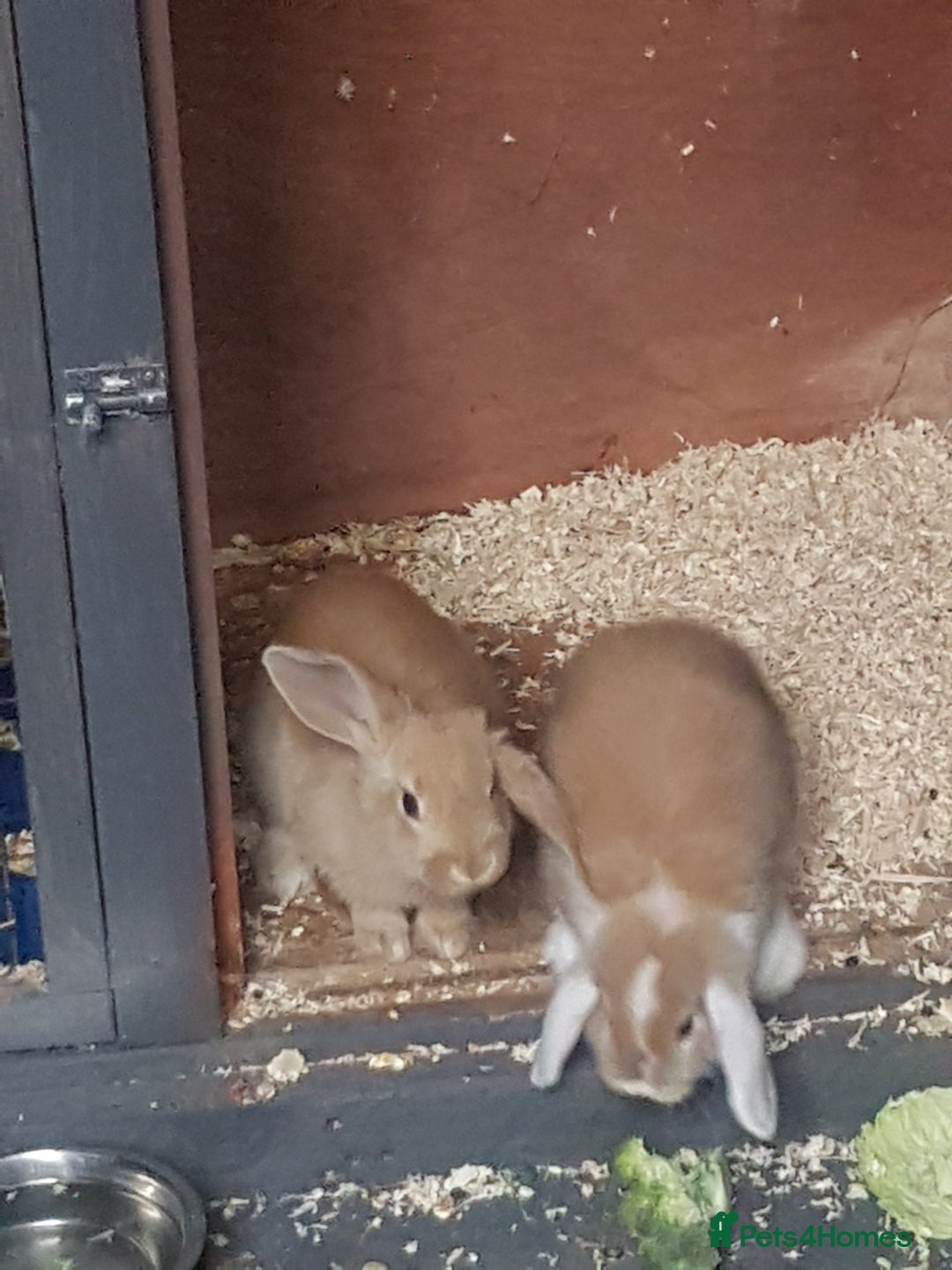 Mini Lion Lop rabbits for sale: 2 x Mini Lops - Image 1