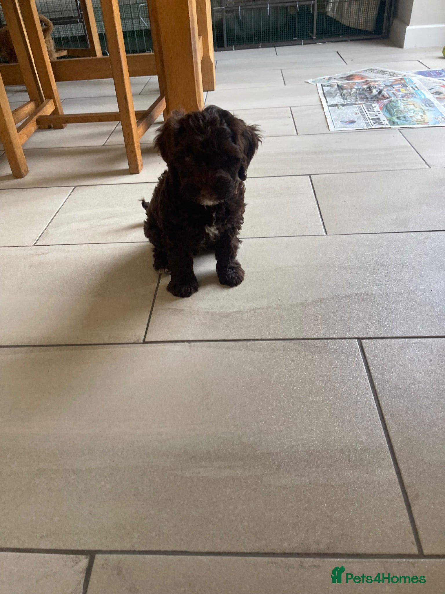 Cockapoo dogs Health  tested F1BB miniature cockapoo puppies  - Advert 13