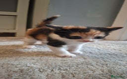 Maine Coon cats for sale: Maine coon cross  - Image 5