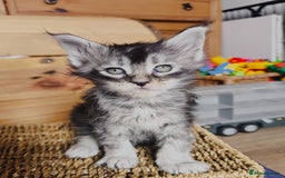 Maine Coon cats for sale: Maine coon kittens champion lines, DNA health test - Image 16