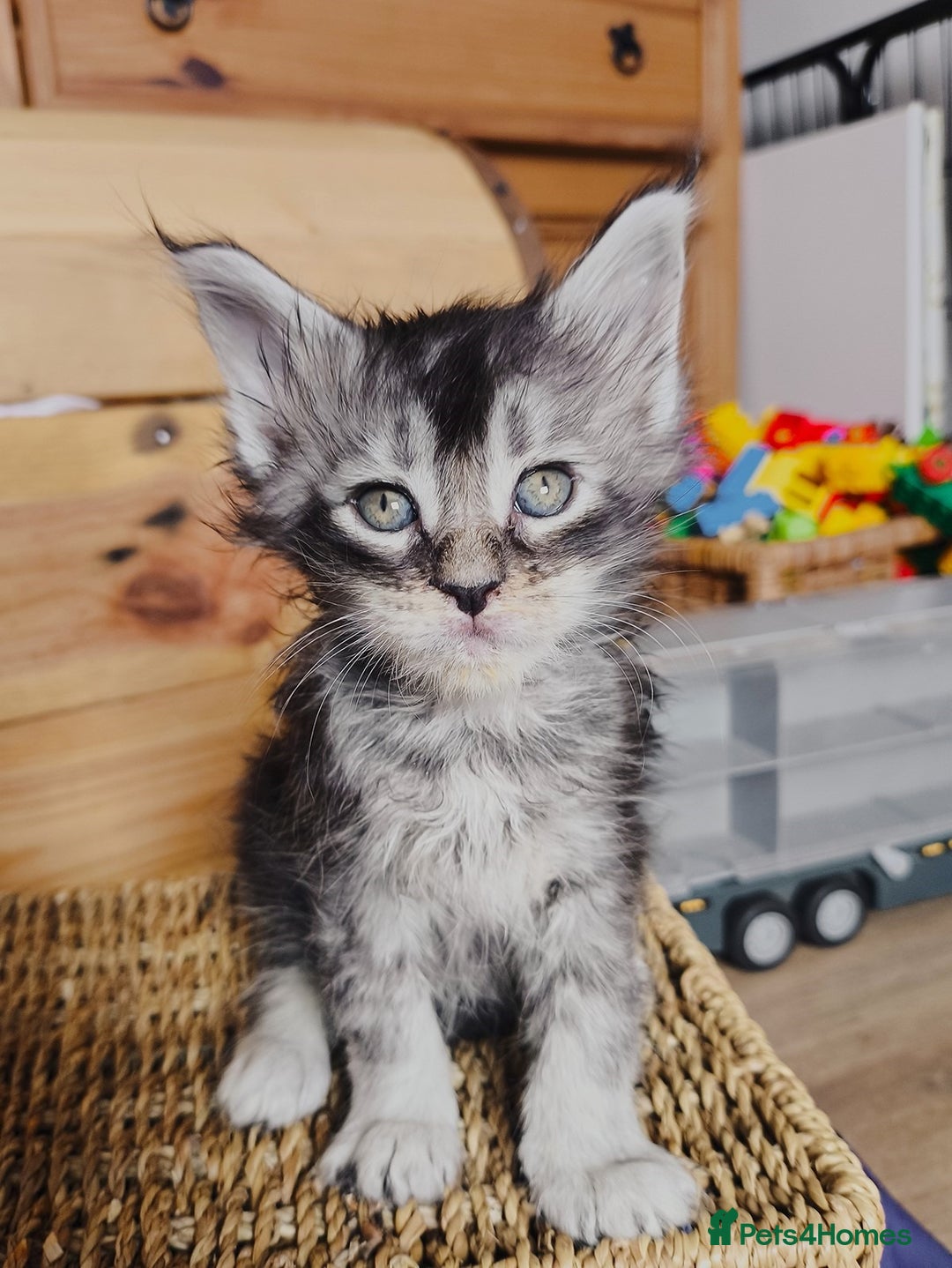Maine Coon cats for sale: Maine coon kittens champion lines, DNA health test - Image 16