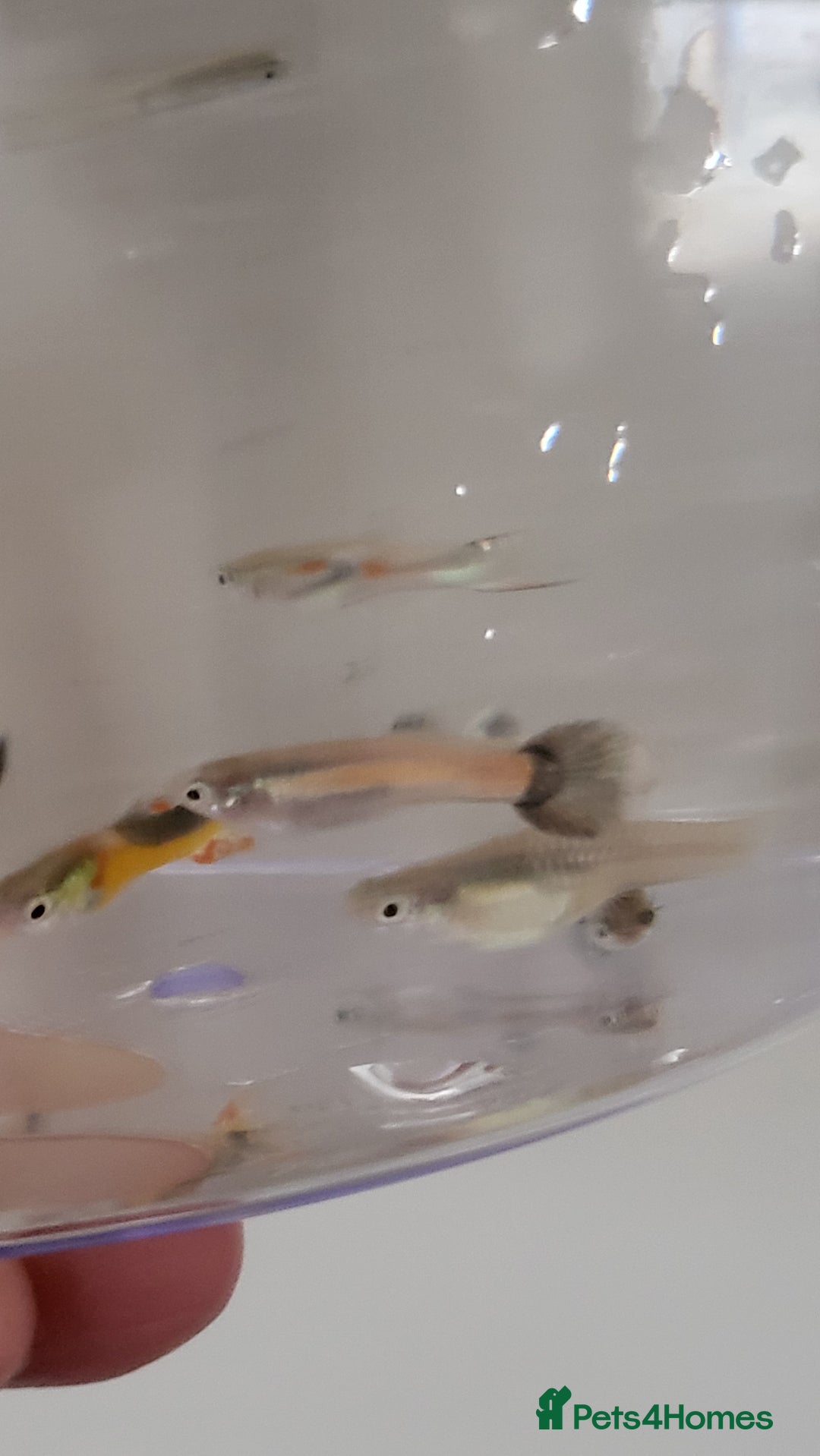 Plecos fish for sale: Tropical fish Bristlenose plec - Image 2