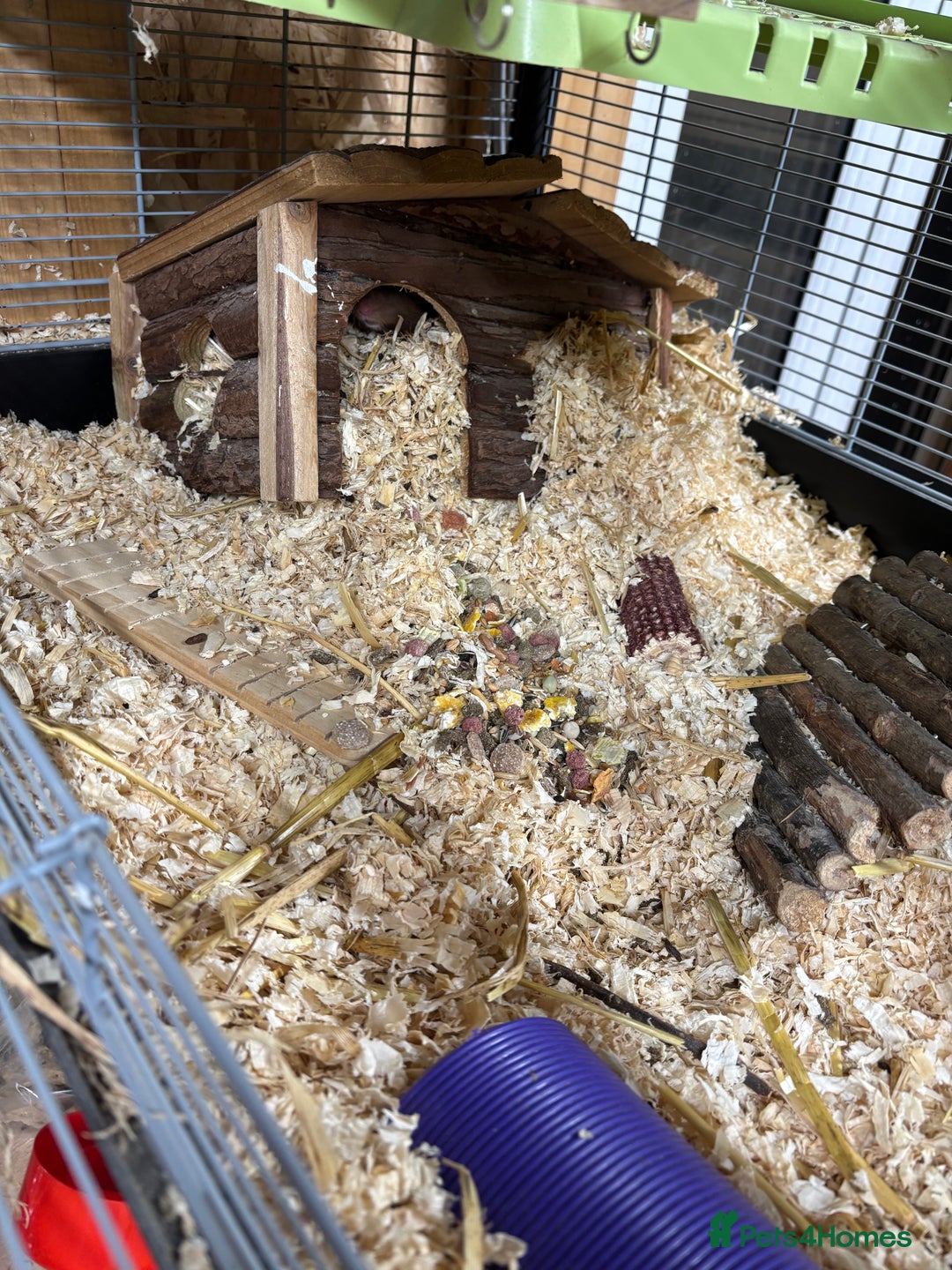 Hamster rodents for sale: Male Syrian hamster  - Advert 6