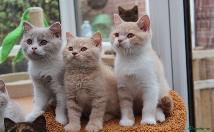 British Shorthair cats for sale - Advert 1