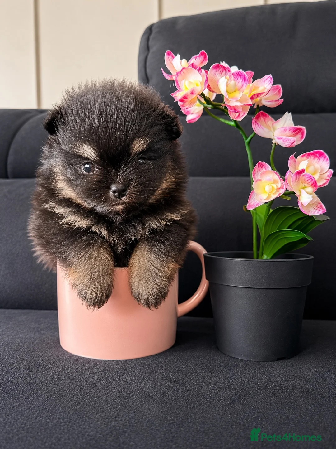 Pomeranian dogs for sale: Adorable teddy bear pomeranian - Advert 1