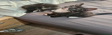 Domestic Shorthair 5