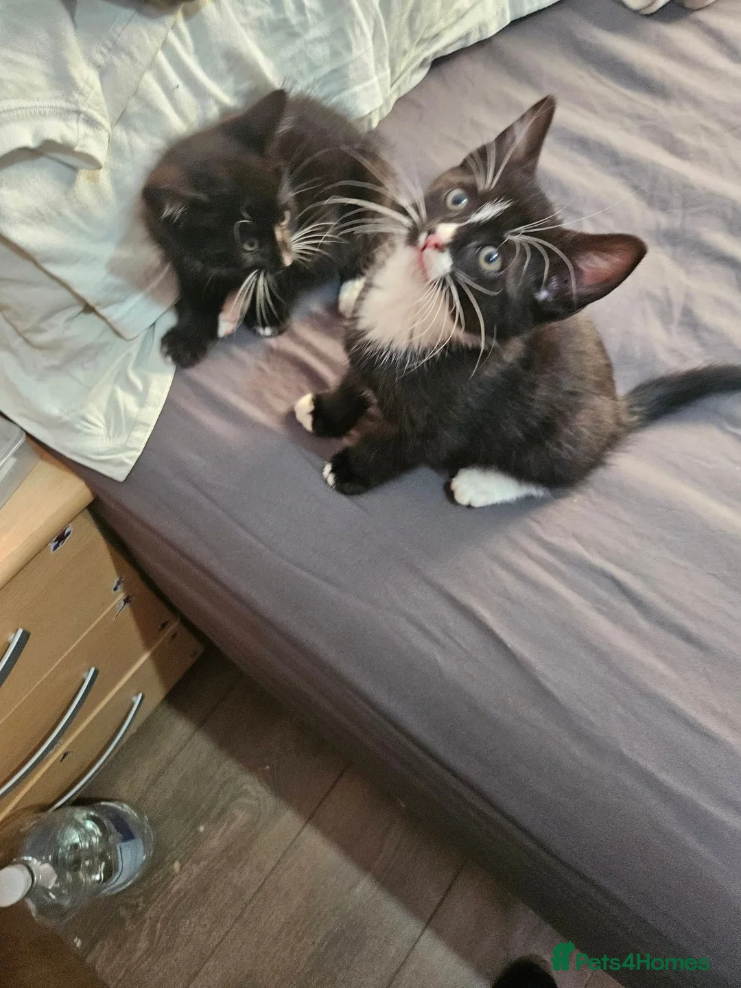 Domestic Shorthair cats for sale: Domestic Shorthair cats in London - Advert 2