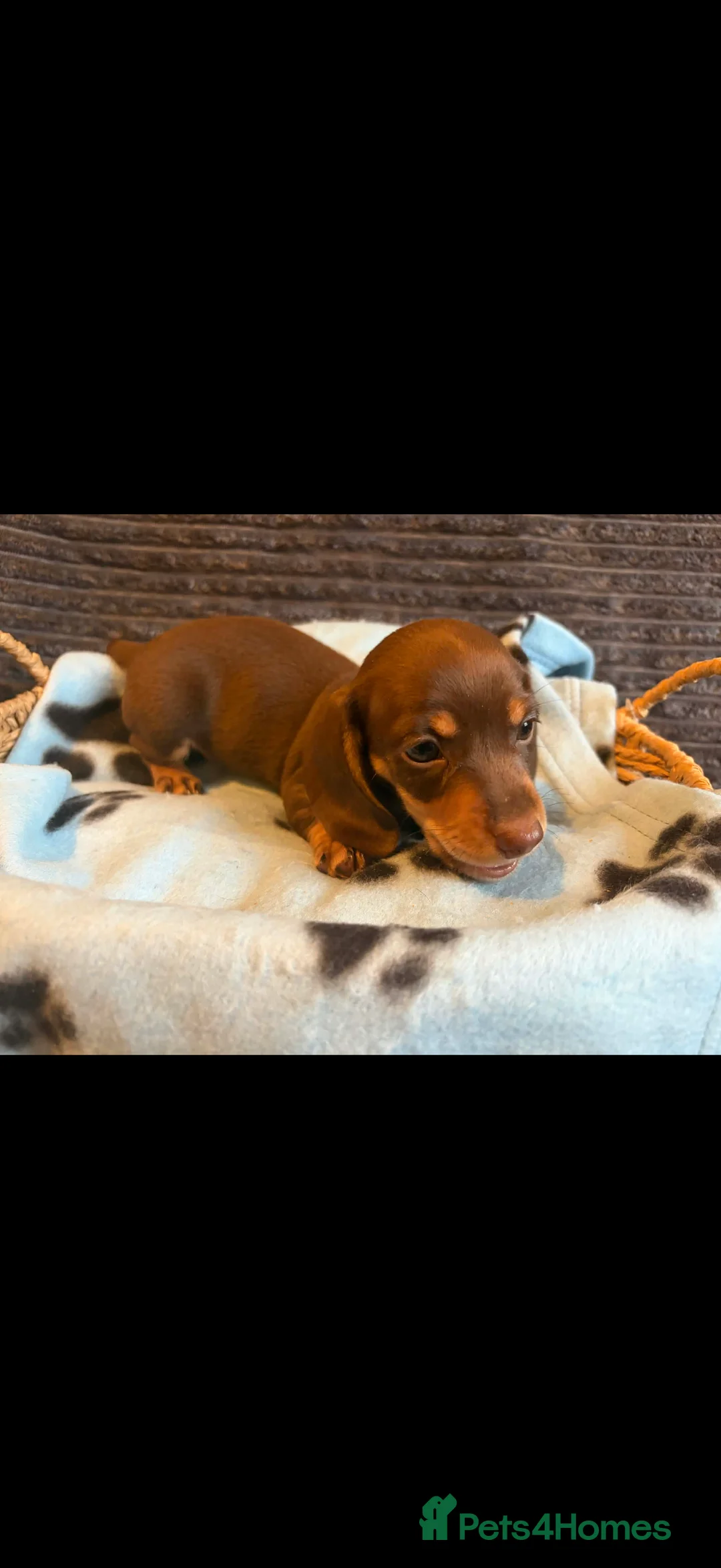 Miniature Dachshund dogs for sale: KC registered Miniature Dachshund puppies  - Advert 29