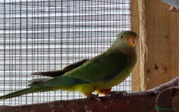 Parrots birds for sale: Baraband Parrot - Image 1