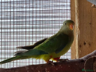 Parrots birds - Advert 3