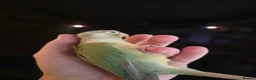 Conures birds for sale:  Hand readed Mooncheek Conure with Full Setup  in Montacute - Advert 9