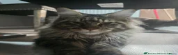 Maine Coon cats for sale: 😻Active TICA Registered XL Maine Coon Queen - Advert 2