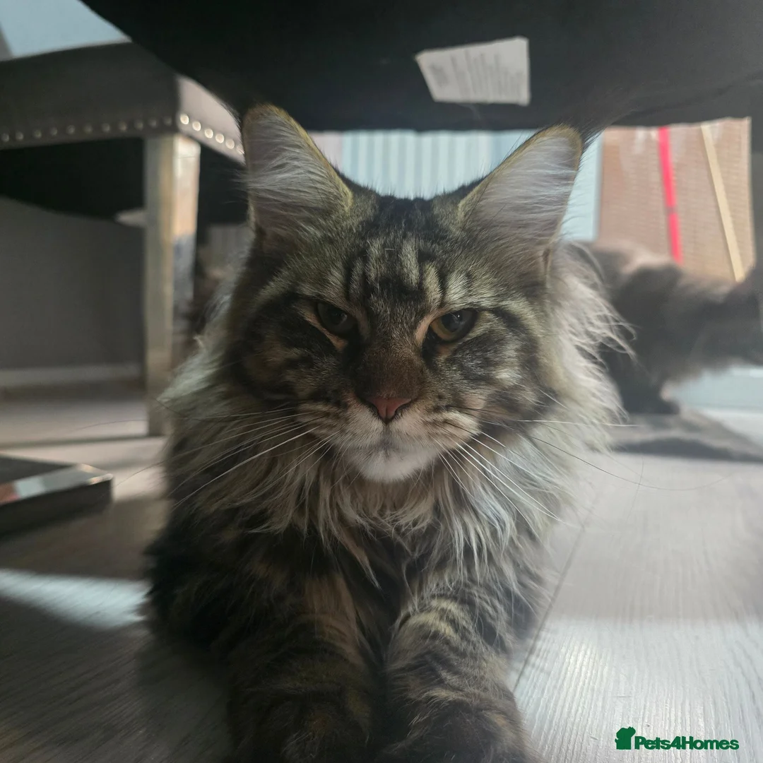 Maine Coon cats for sale: 😻Active TICA Registered XL Maine Coon Queen - Advert 2