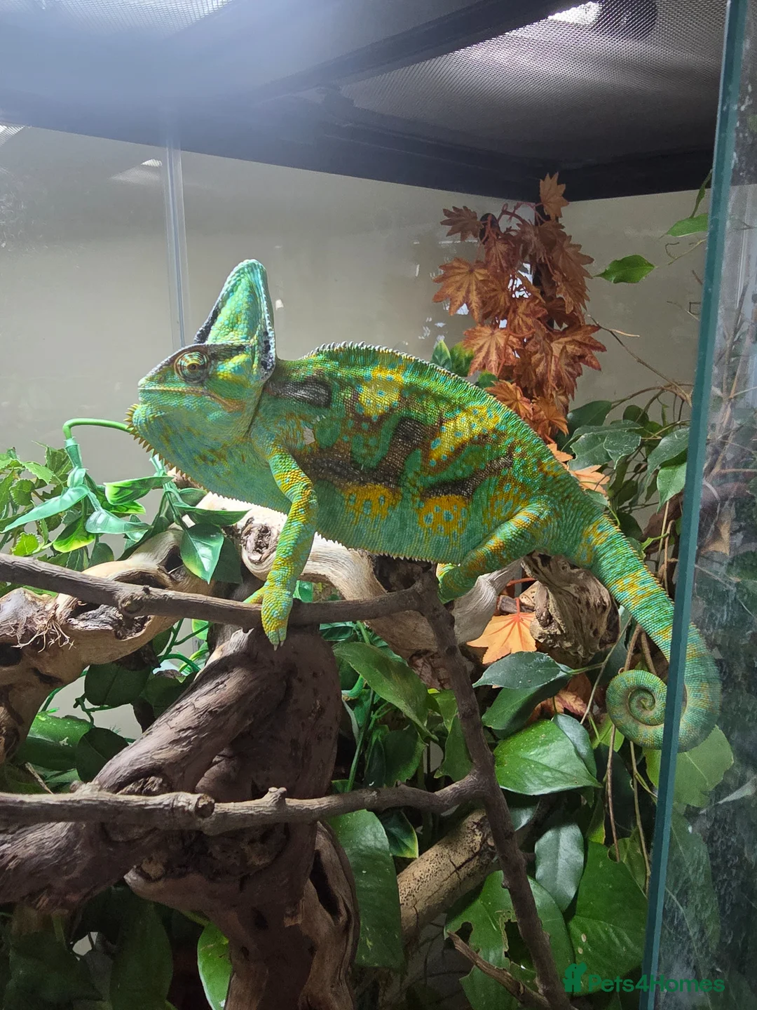 Chameleon reptiles for sale: Yemen Chameleon for sale in Plymouth - Advert 3