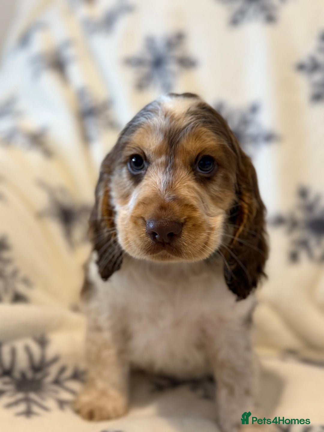 Cocker Spaniel dogs for sale: Cocker pups  - Image 16