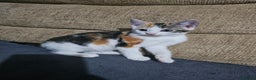 Mixed Breed cats for sale: Beautiful kittens available for sale - Advert 6