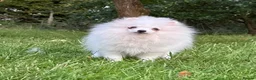 Pomeranian dogs for sale:  Teddy Bear Pomeranian Puppies - Advert 27