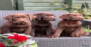 Labrador Retriever dogs - Advert 9
