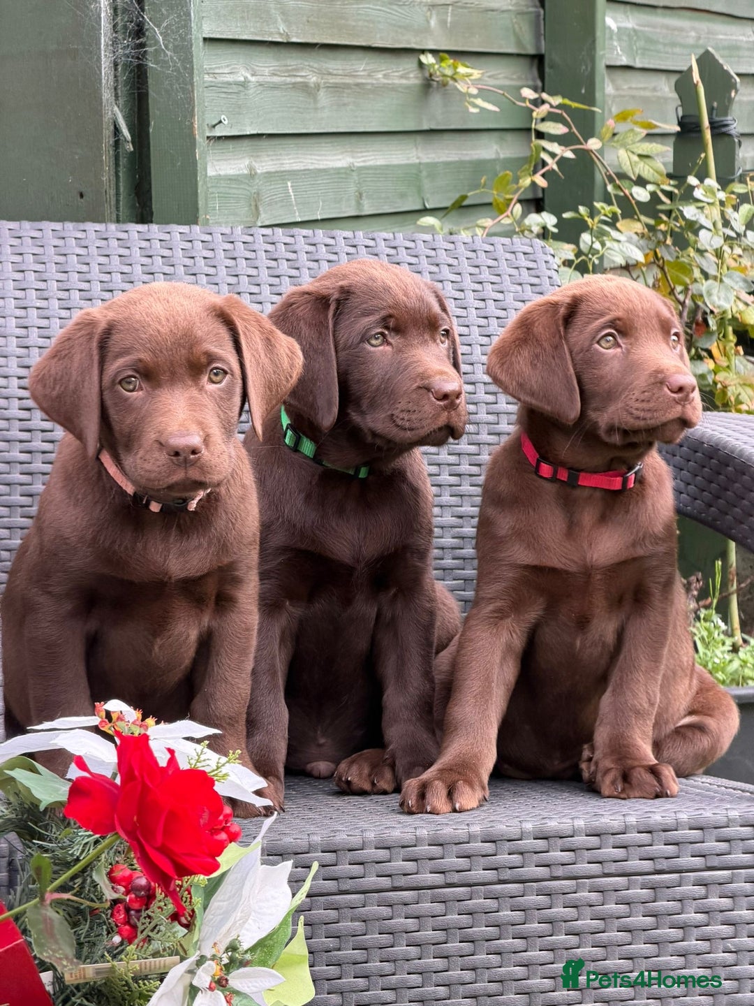 Labrador Retriever dogs for sale: KC CHOCOLATE PEDIGREE LABRADOR GIRL - Advert 3