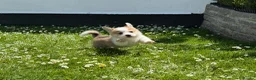 Welsh Corgi Pembroke dogs for sale: Handsome KC Reg Pembroke Corgi Pups in Caerphilly - Advert 5