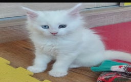 Maine Coon cats for sale: White Maine Coon GCCF - Image 24