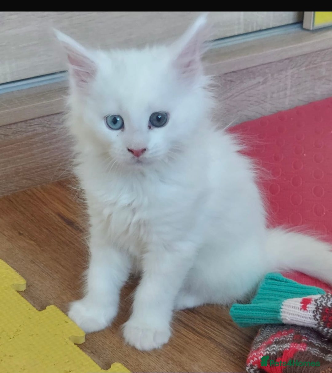 Maine Coon cats for sale: White Maine Coon GCCF - Image 24
