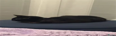British Shorthair 1