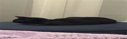 British Shorthair cats for sale: Little Nyx in Dagenham - Advert 9