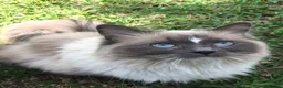 Ragdoll cats for sale: Exceptional rare lilac lynx Ragdoll in Stockport - Advert 2